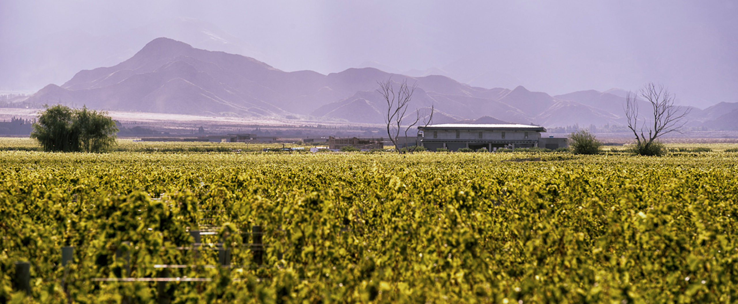 A wide shot of the Vines of Mendoza with mountains in the background